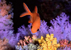 squirrelfish by Geoff Spiby 